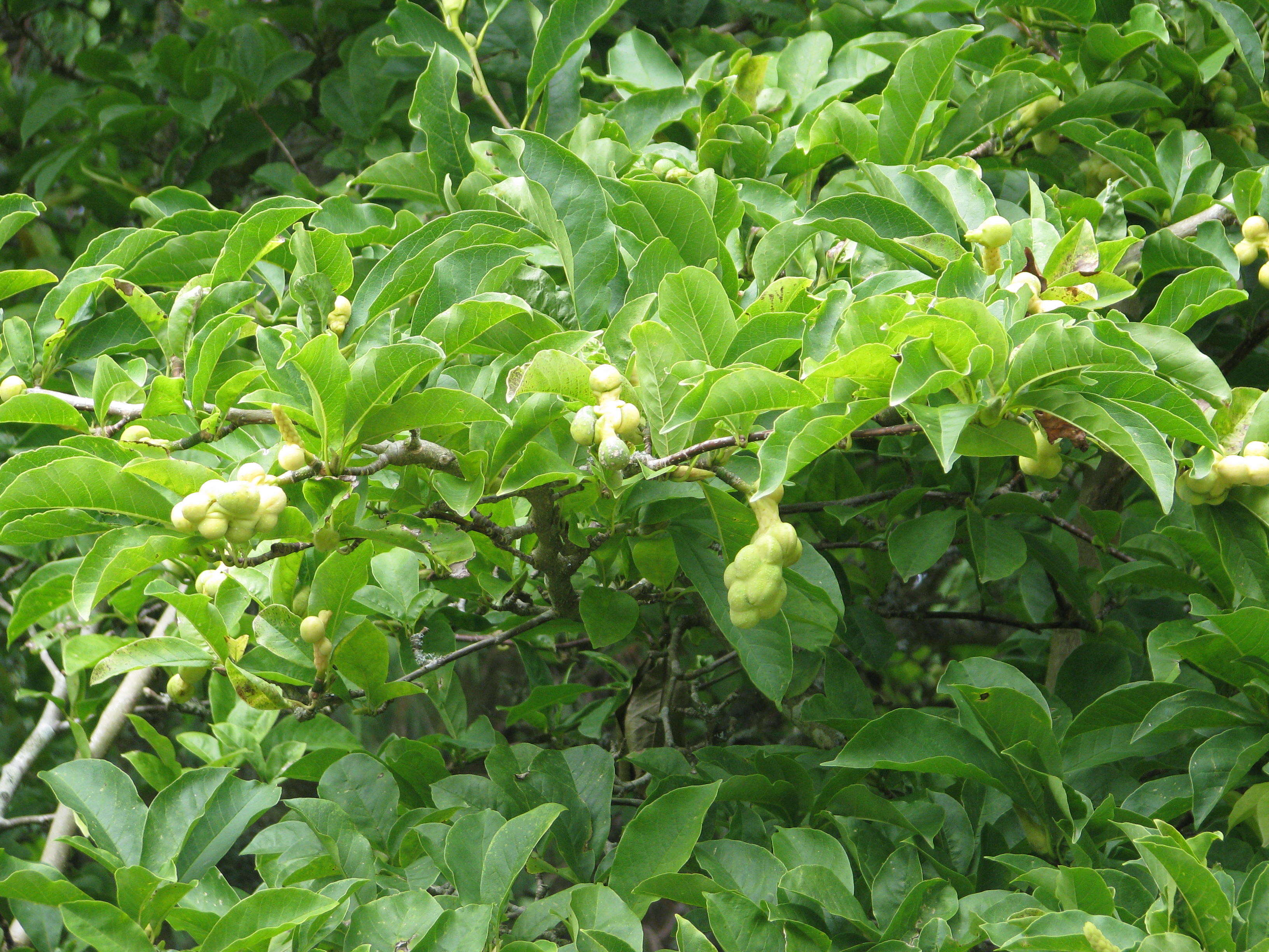 Image of Kobus magnolia