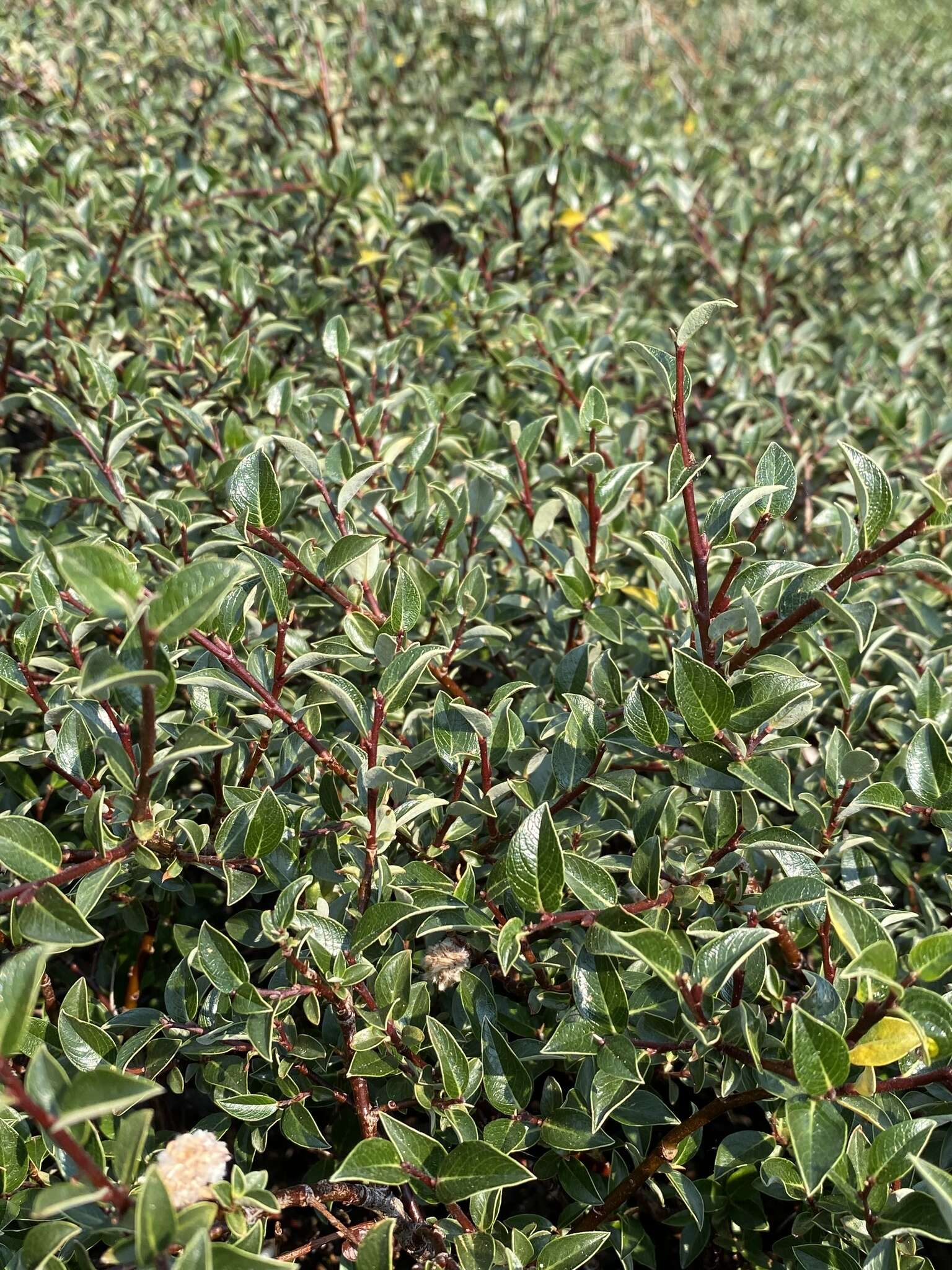 Image of Salix planifolia subsp. planifolia