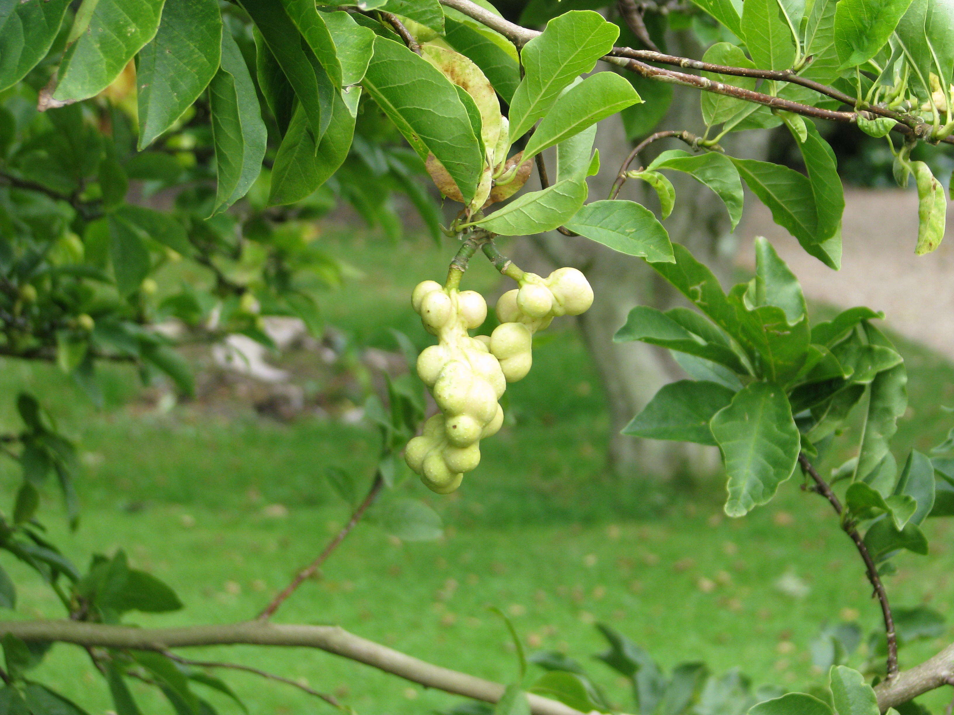 Image of Kobus magnolia