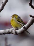 Image of Atlantic Canary