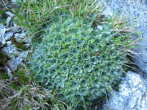 Image of Myosotis pulvinaris Hook. fil.