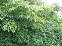 Image of Japanese Hornbeam