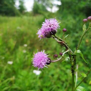 Image of Cirsium arvense var. integrifolium Wimmer & Grabowski