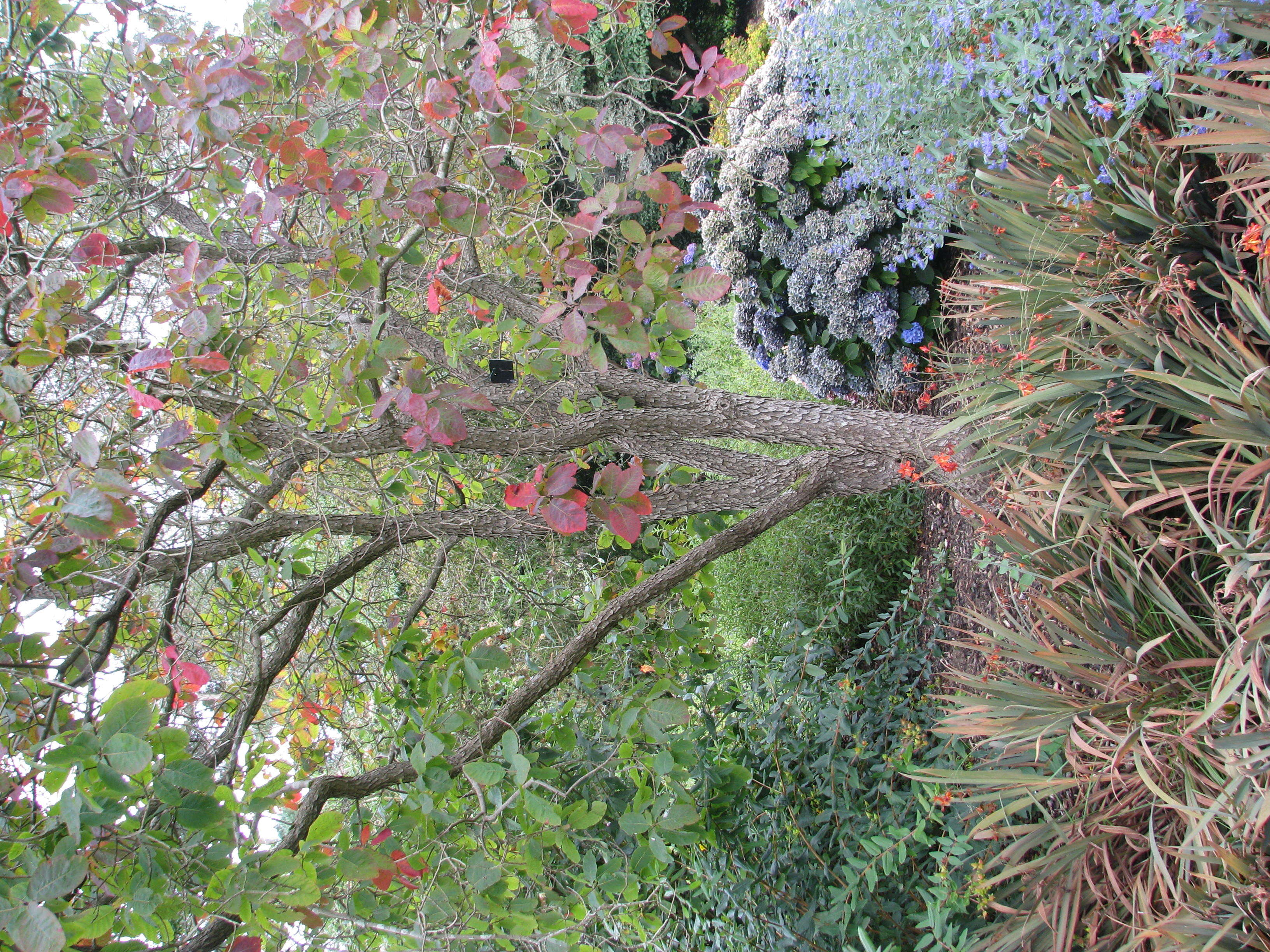 Imagem de Cotinus obovatus Raf.