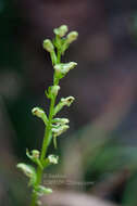 Слика од Platanthera minor (Miq.) Rchb. fil.