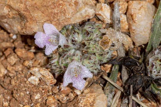 صورة Lepidagathis cristata Willd.