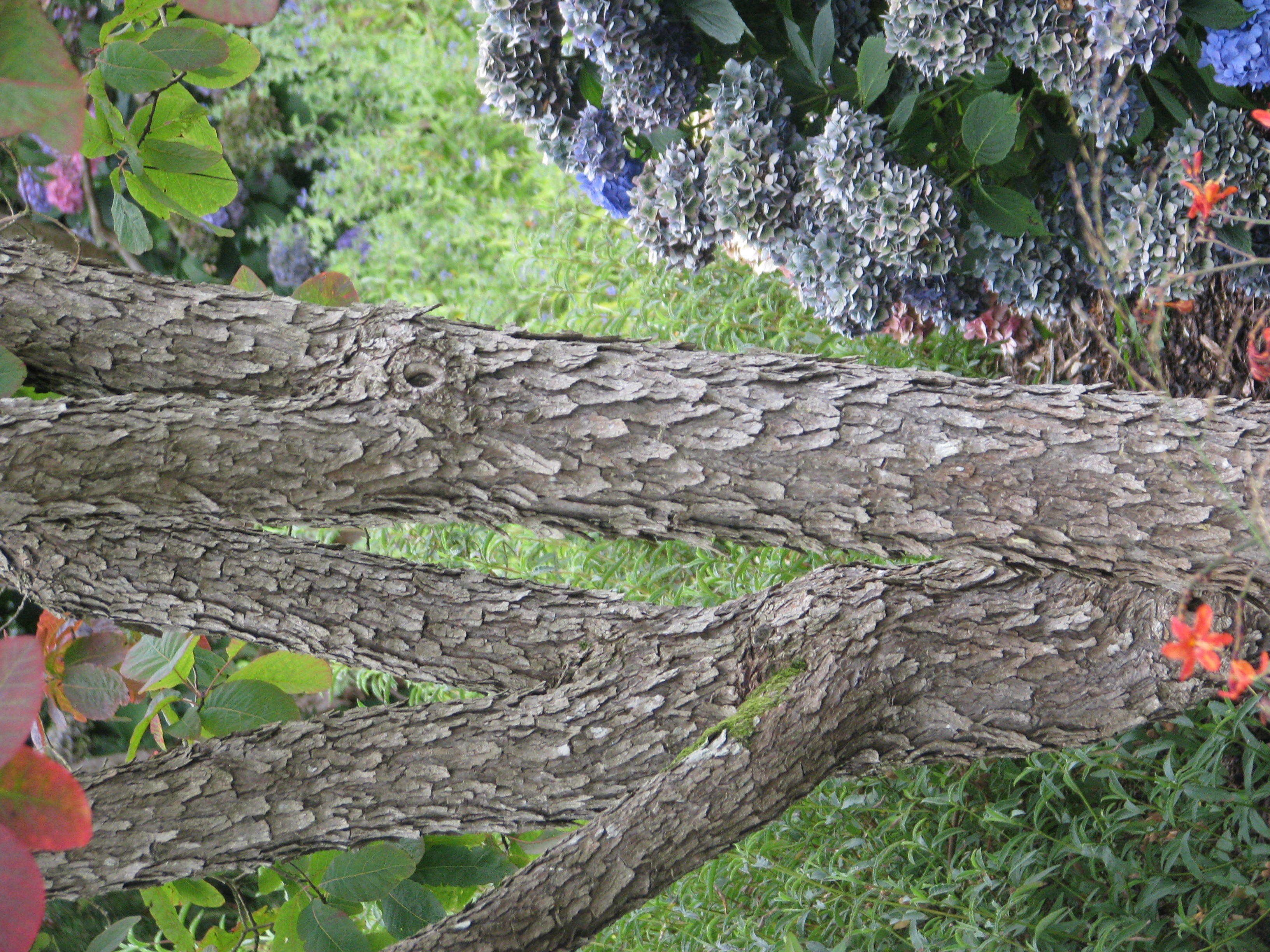 Image of American smoketree