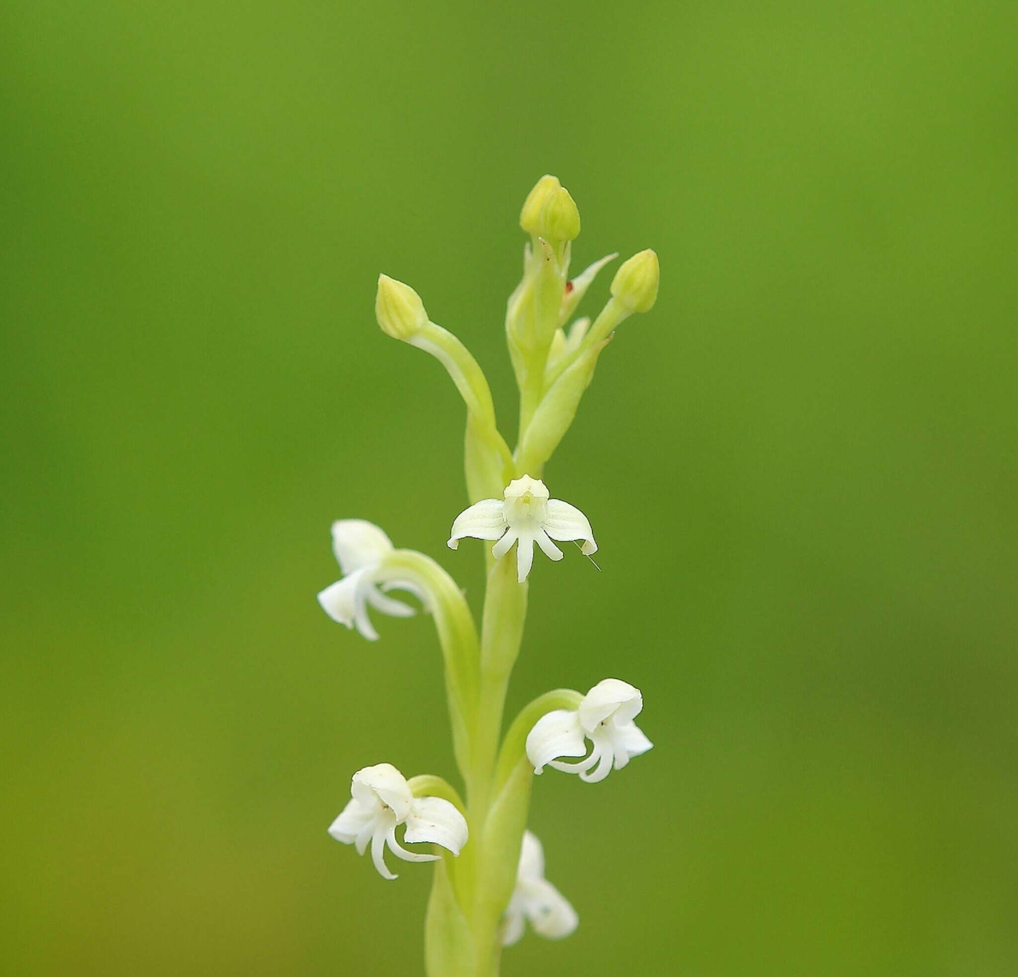 Image de Habenaria brachyphylla (Lindl.) Aitch.