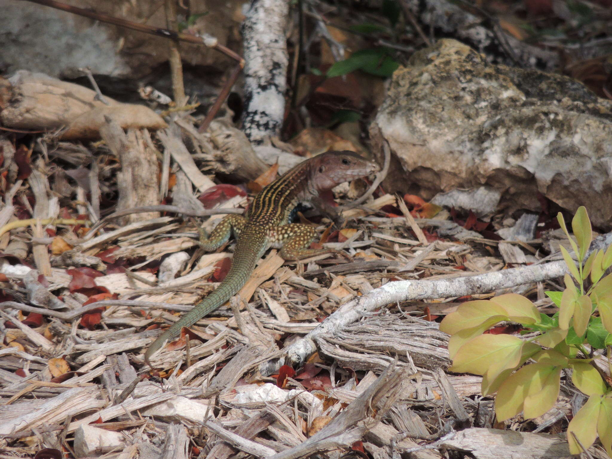 Image of YucatanWhiptail