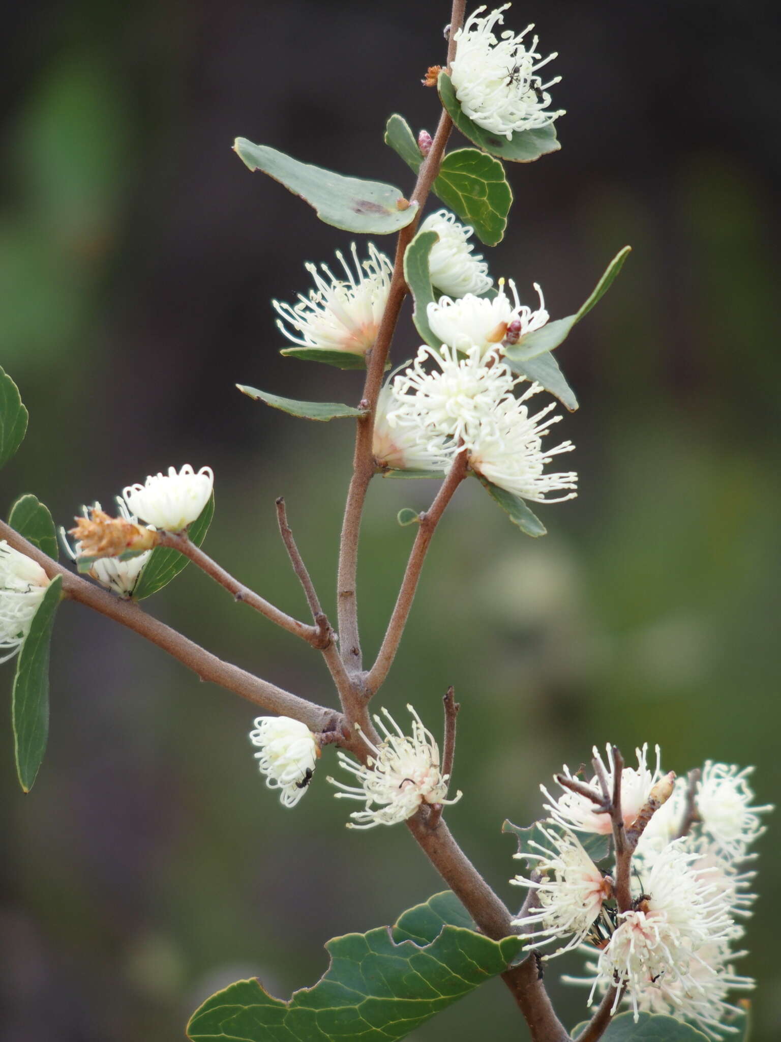 Image of Hakea ferruginea Sweet