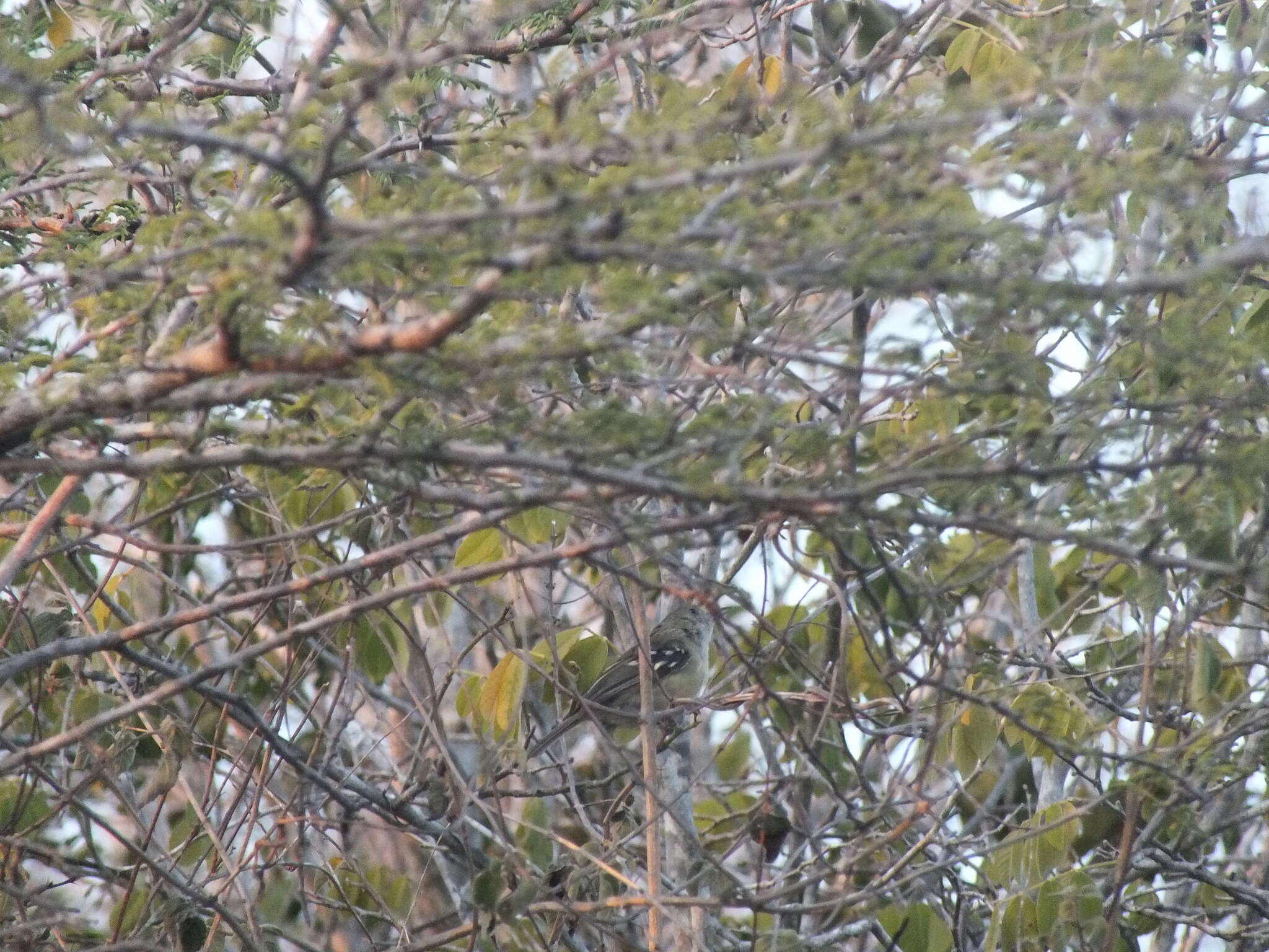 Image of Jamaican Vireo