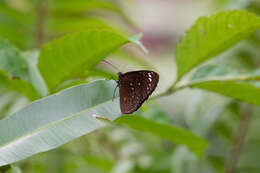 Euploea crameri Lucas 1853的图像