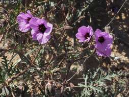 Sivun Erodium crassifolium (Forsk.) L'Hér. kuva