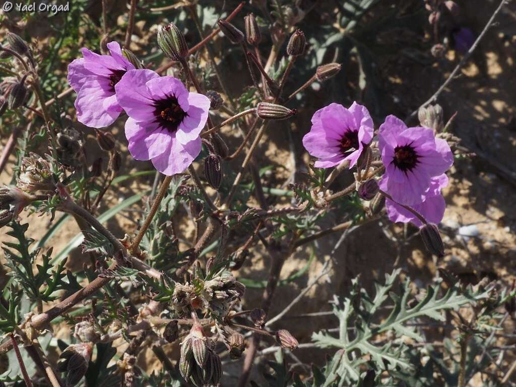 Sivun Erodium crassifolium (Forsk.) L'Hér. kuva