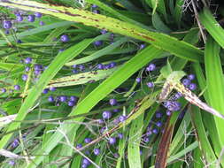 Image of Dianella nigra Colenso