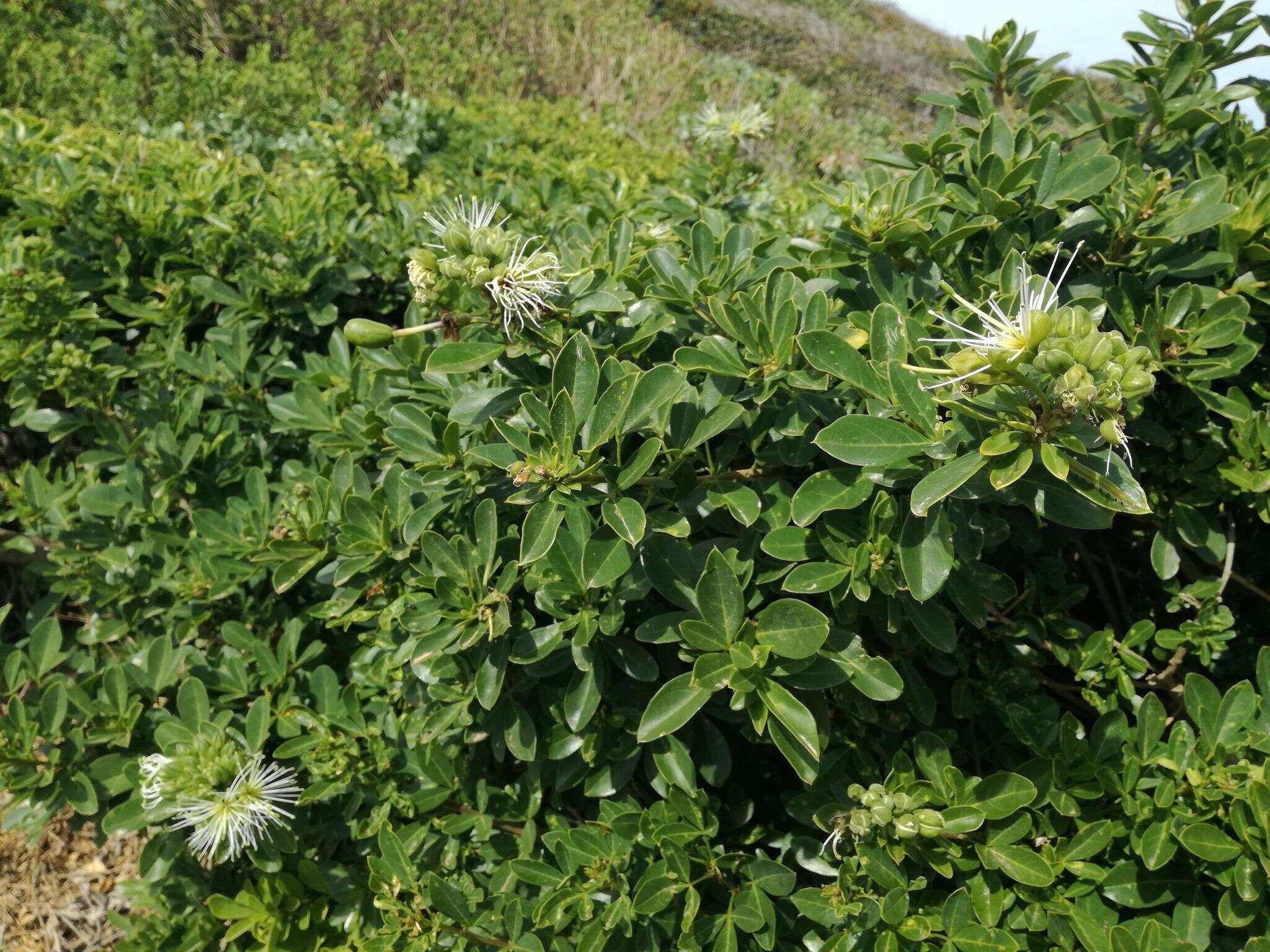 Image of Bush Maerua