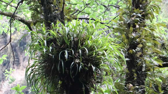 Image of Prosthechea squalida (Lex.) Soto Arenas & Salazar