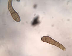 Image of Helminthosporium oligosporum (Corda) S. Hughes 1958