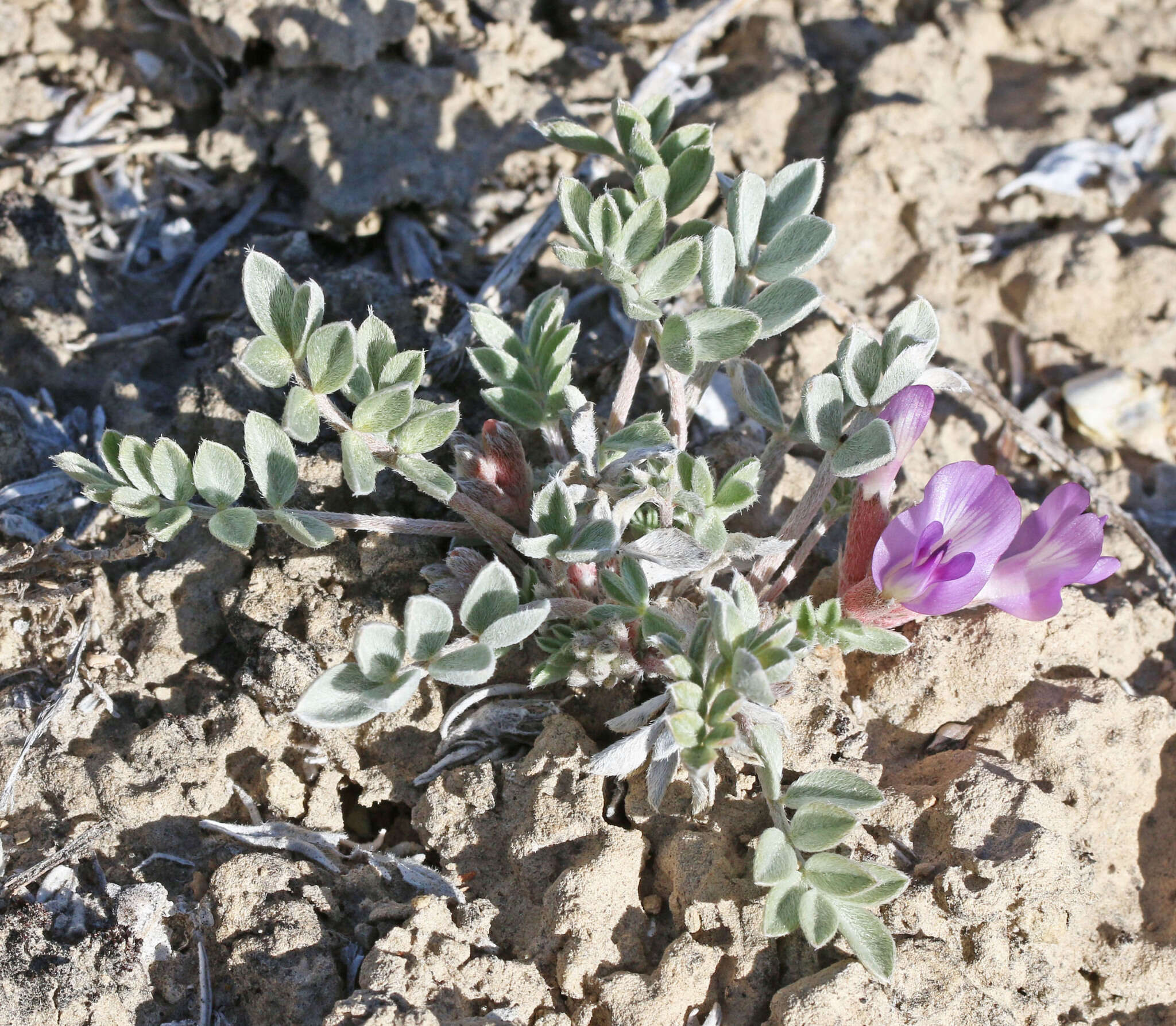 Sivun Astragalus cymboides M. E. Jones kuva