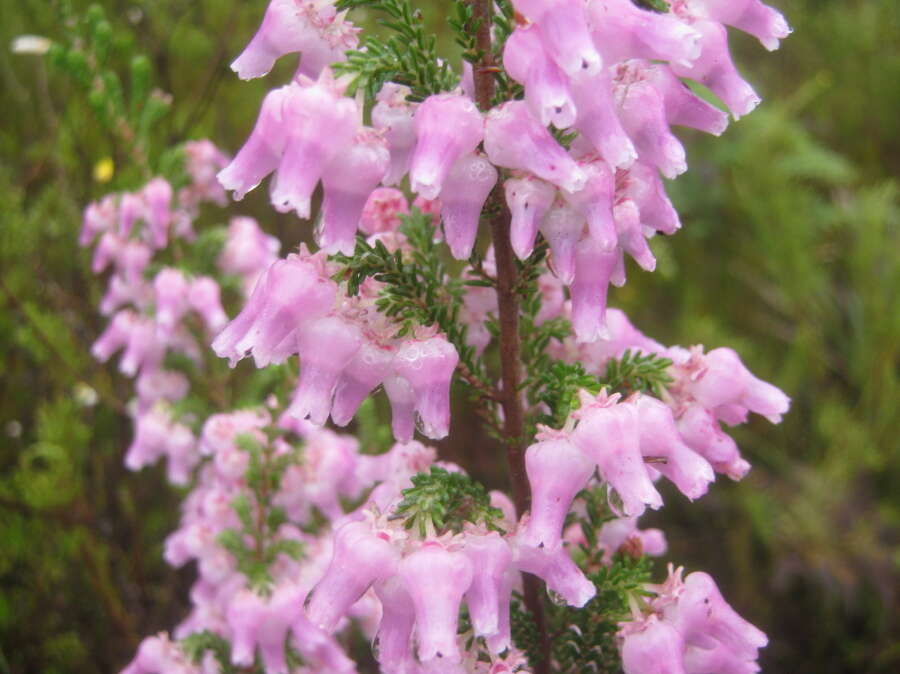 Image of Erica glomiflora var. glomiflora