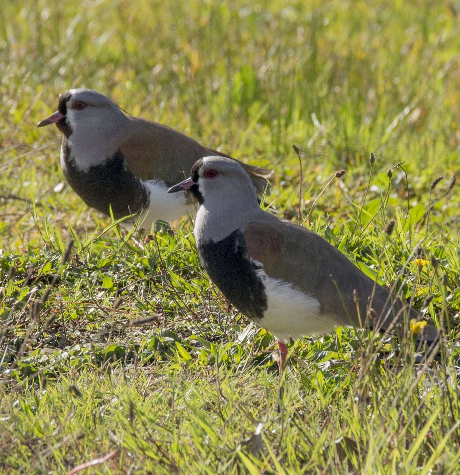 Image of Vanellus chilensis chilensis (Molina 1782)