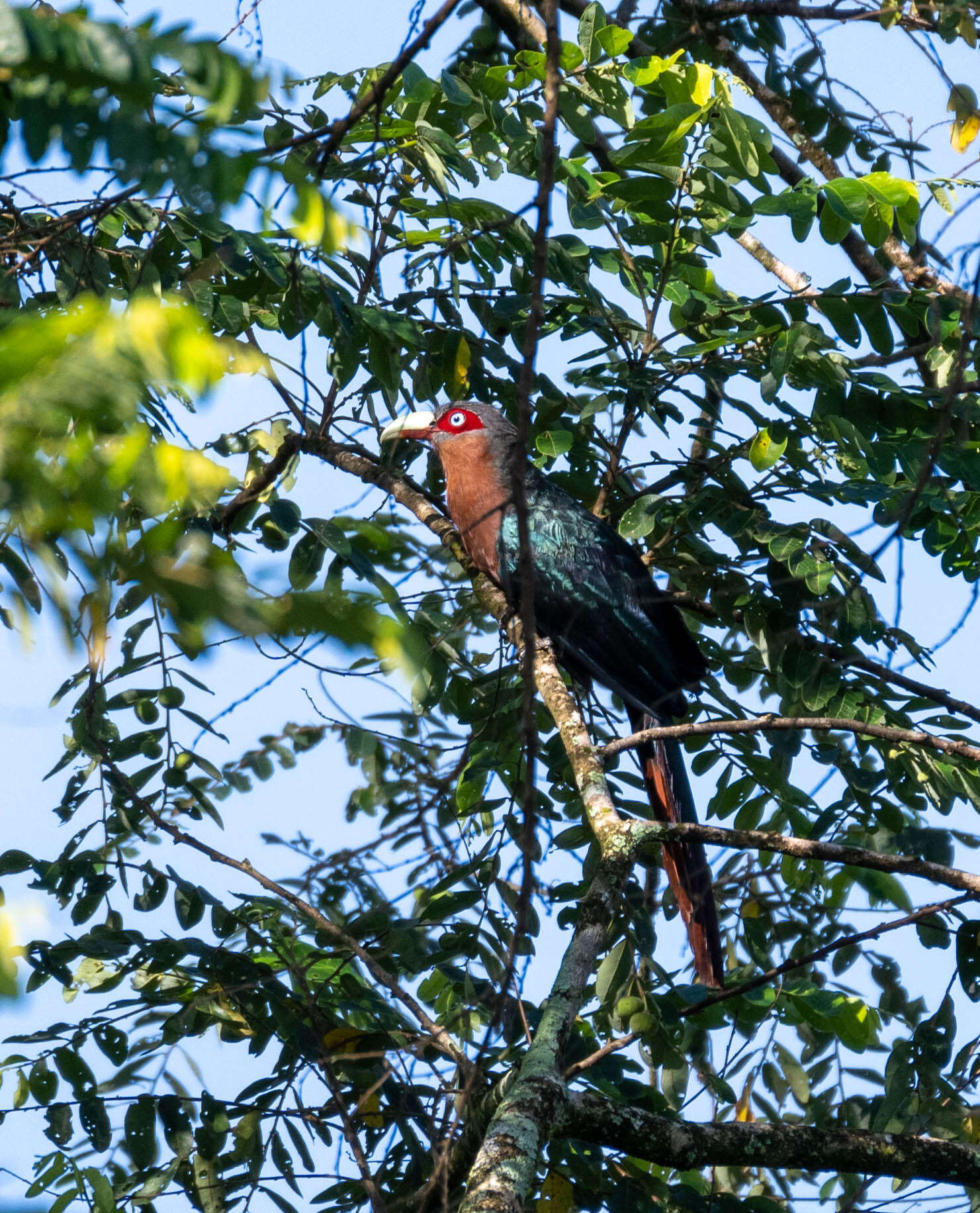 صورة Phaenicophaeus curvirostris (Shaw 1810)