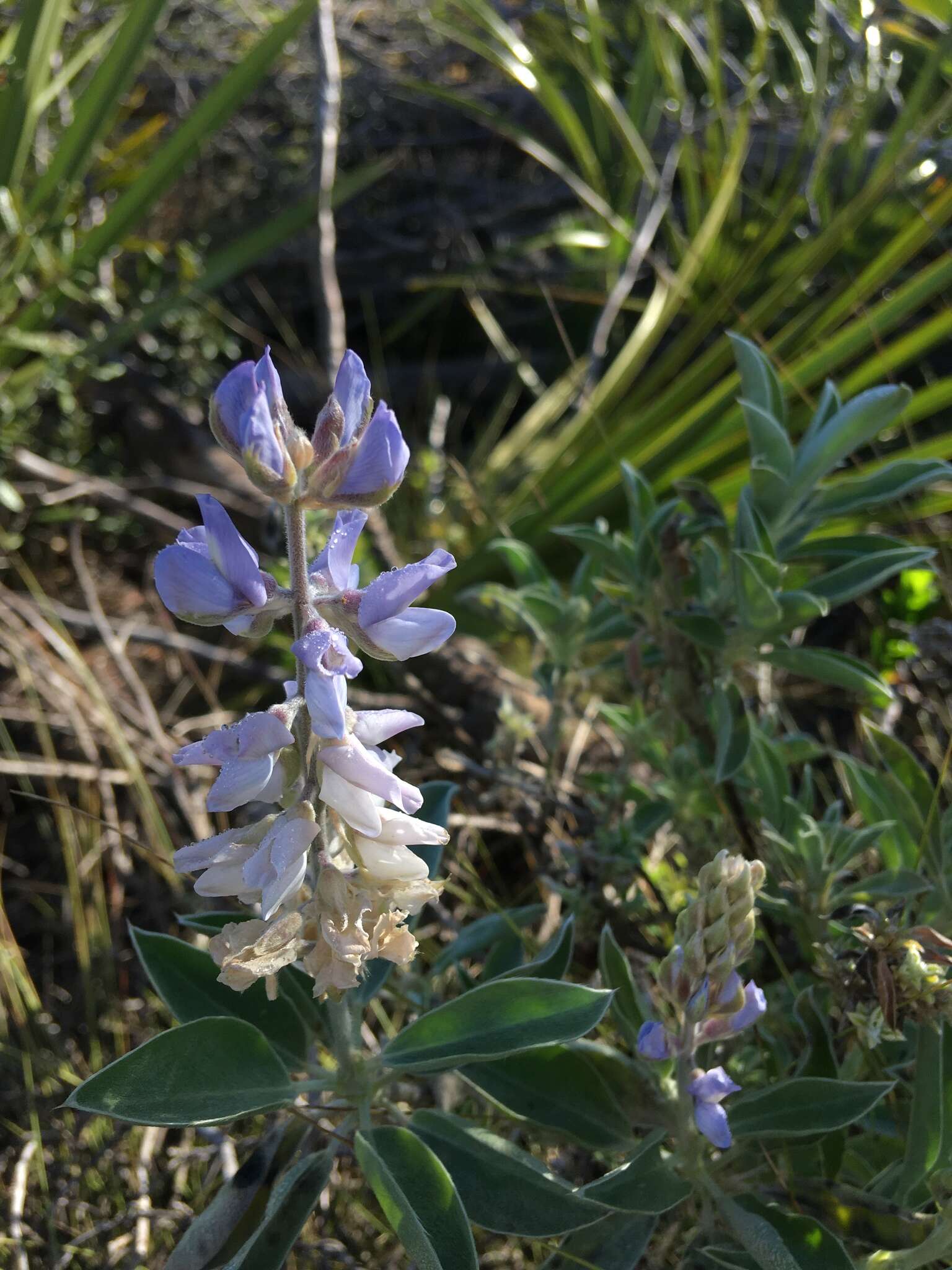 Image of sky-blue lupine