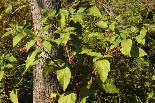 Image of American Nightshade