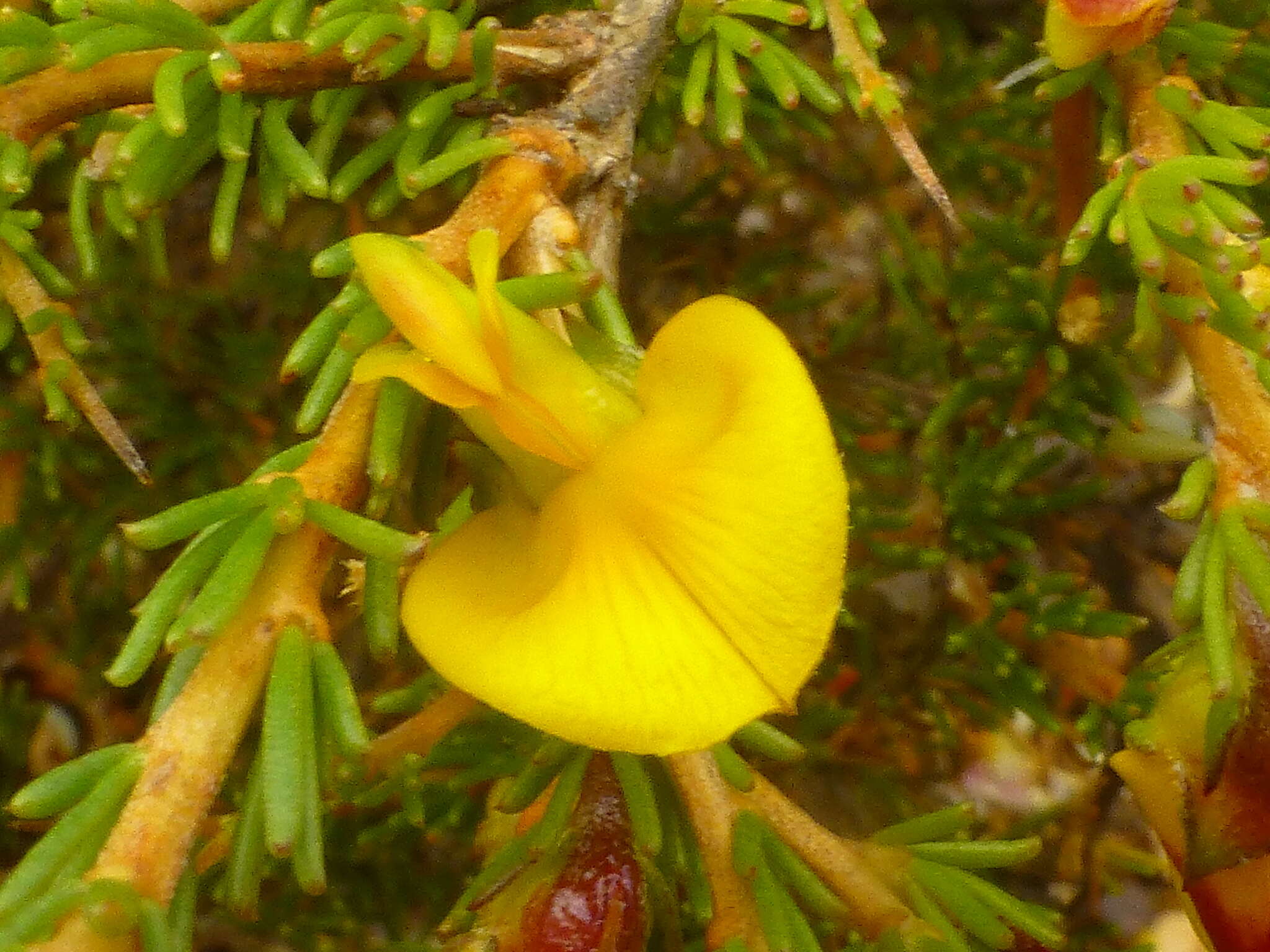 Image of Aspalathus arida subsp. procumbens (E. Mey.) R. Dahlgren