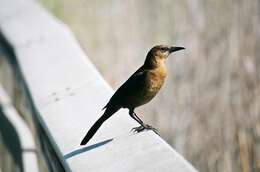 Image of Boat-tailed Grackle