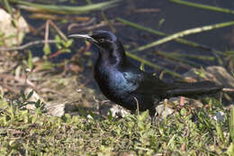 Image of Boat-tailed Grackle