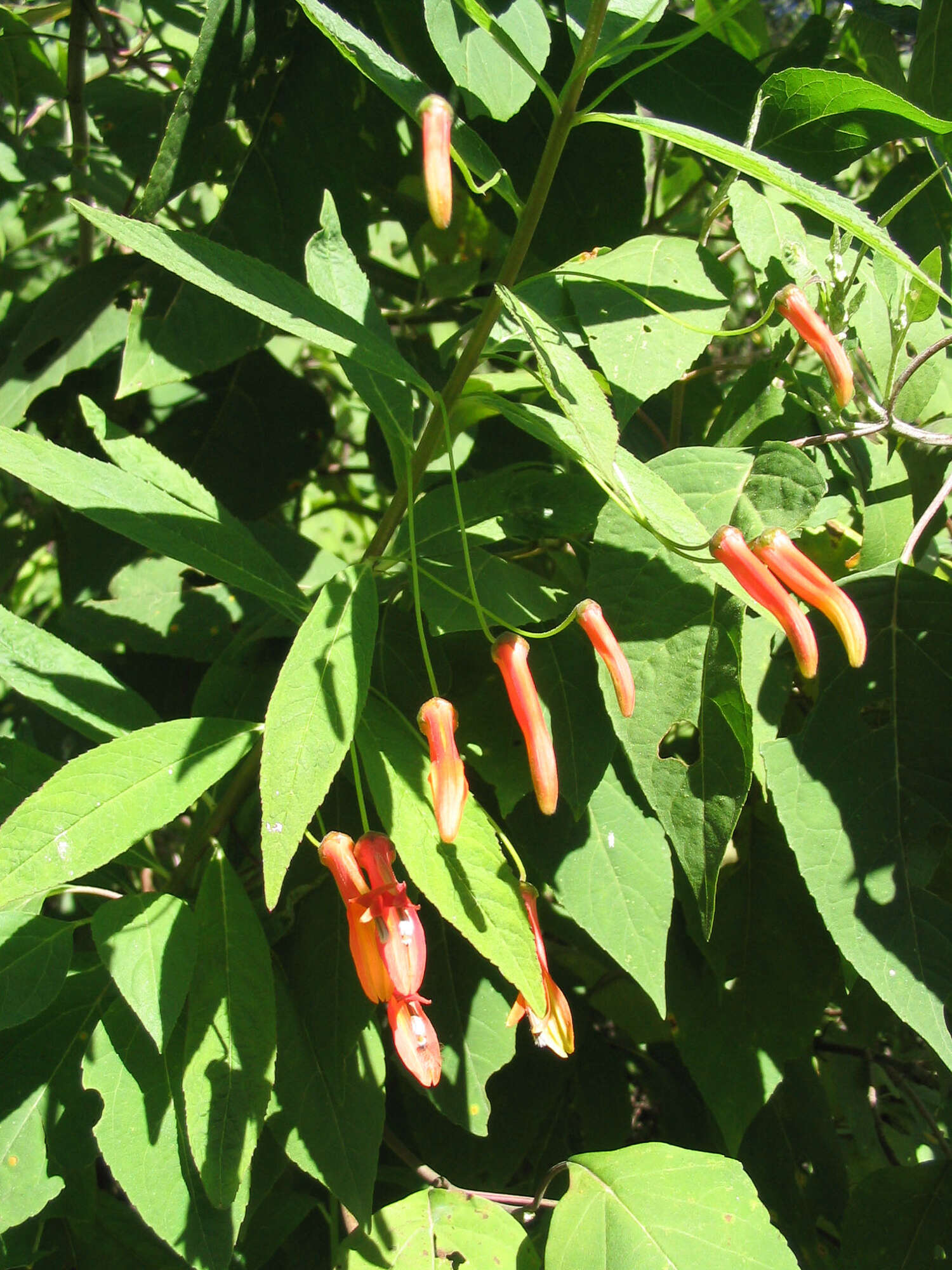 Imagem de Lobelia laxiflora Kunth