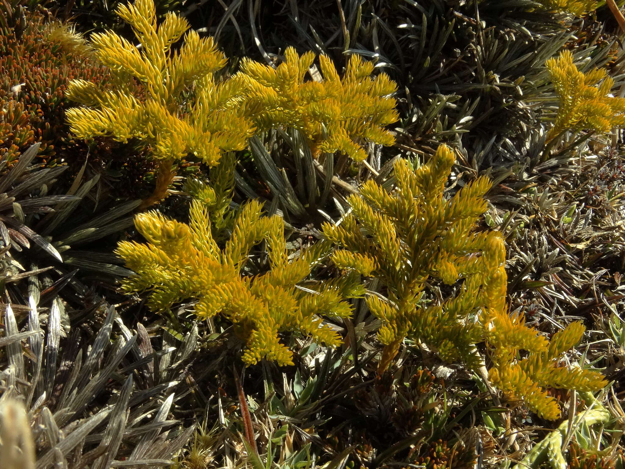 Imagem de Austrolycopodium fastigiatum (R. Br.) Holub