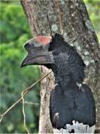 Image of Black-and-white Casqued Hornbill