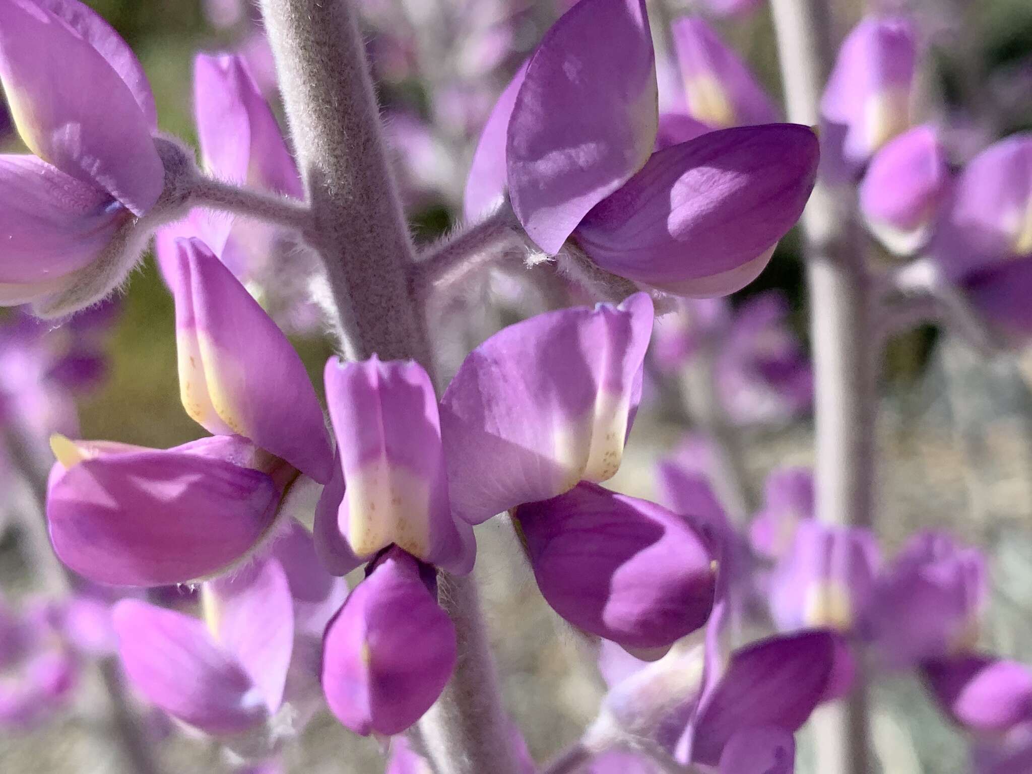 Image of Panamint Mountain lupine