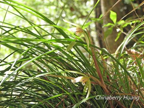 Image of Cymbidium formosanum Hayata