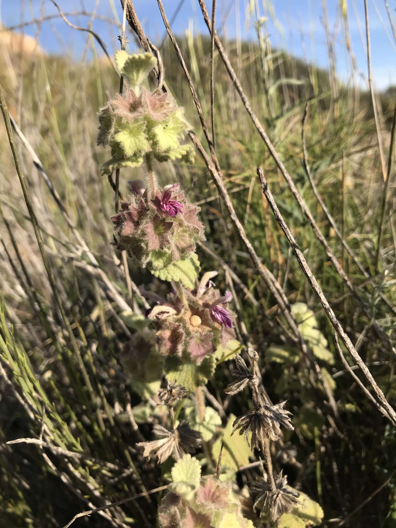 Imagem de Pseudodictamnus hirsutus