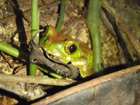 Leptopelis vermiculatus (Boulenger 1909)的圖片