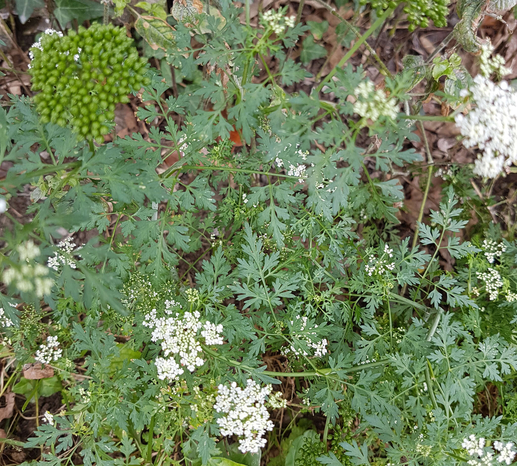 Imagem de Aethusa cynapium subsp. agrestis (Wallr.) Dostál