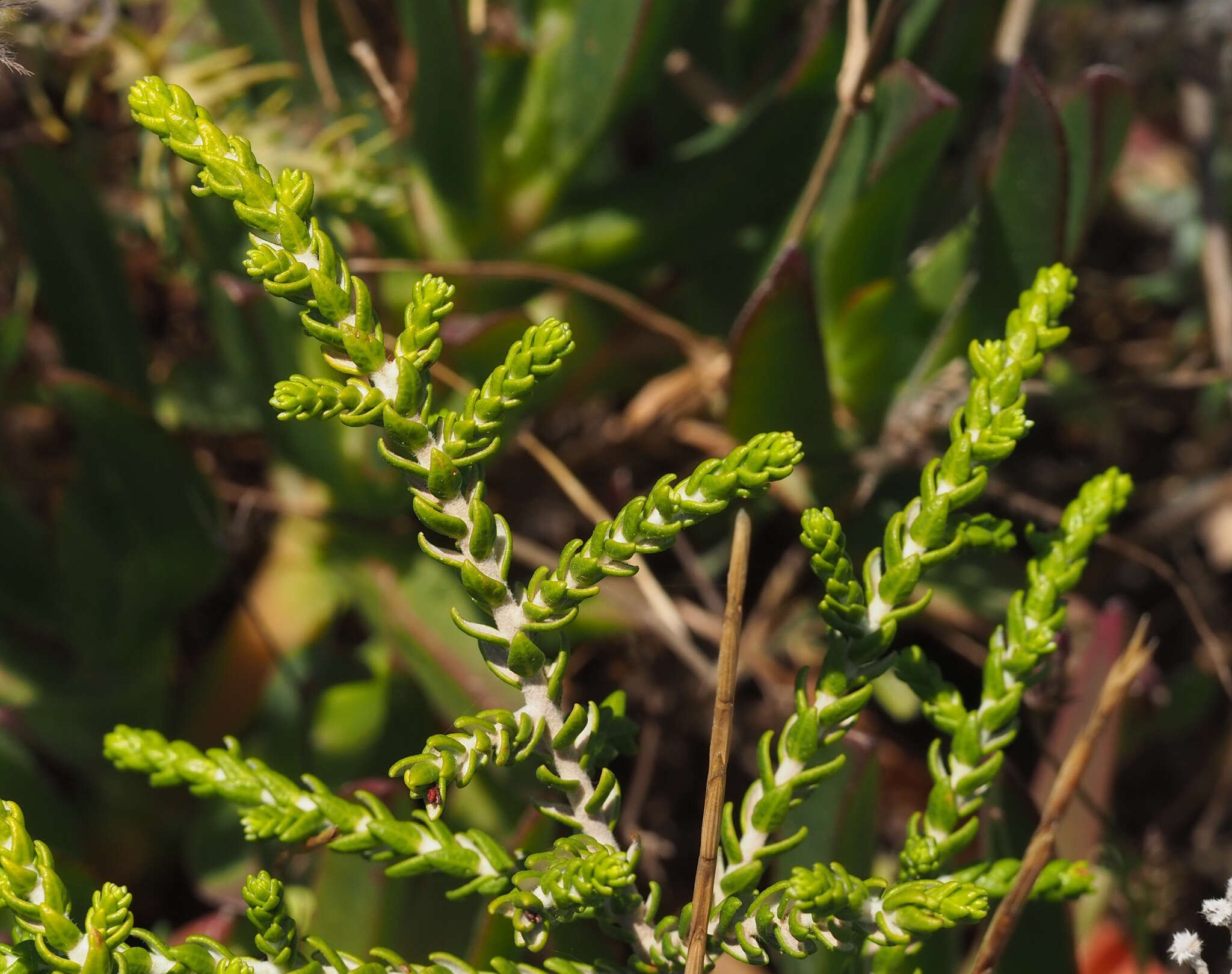 Image of Thymelaea hirsuta (L.) Endl.