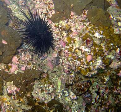 Image of Heliocidaris crassispina (A. Agassiz 1864)