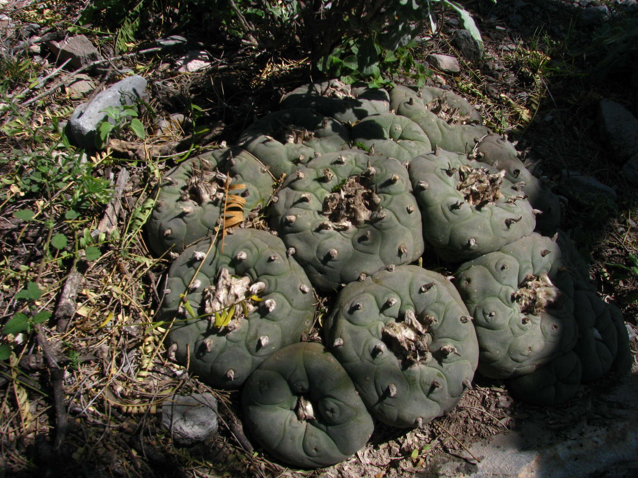 Image of Peyote