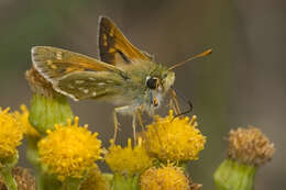 Image of Common Branded Skipper