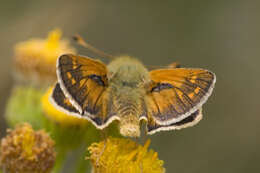 Image of Common Branded Skipper