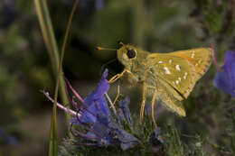 Image of Common Branded Skipper