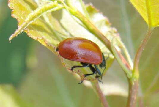 Image of Chrysomela populi