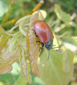 Image of Chrysomela populi