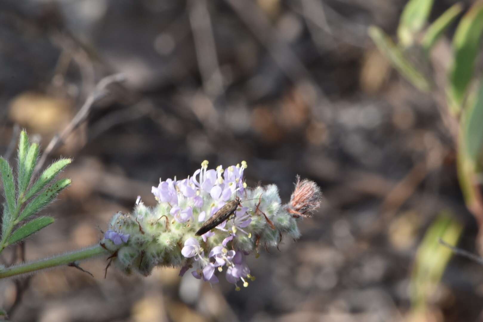 Plancia ëd Dalea villosa var. grisea (Torr. & A. Gray) Barneby