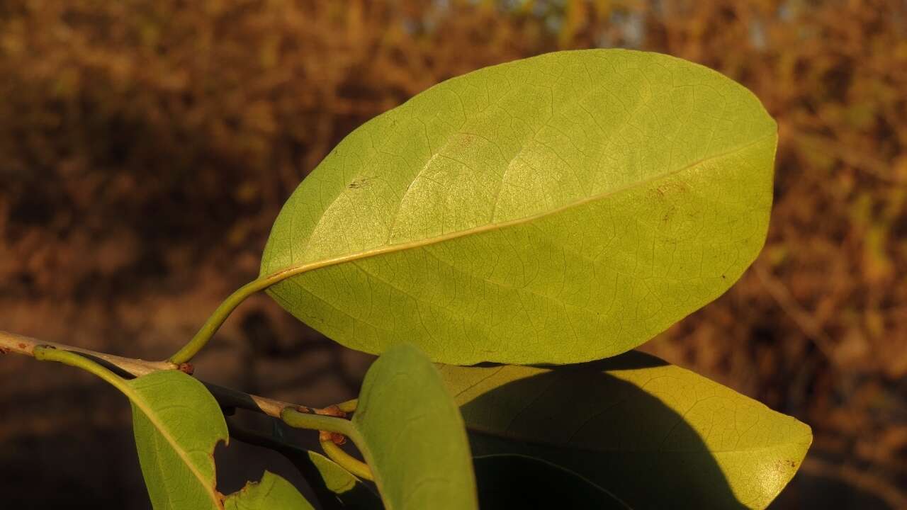 Image de Cordia goetzei Gürke