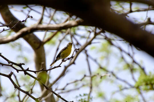 Image of Adelaide's Warbler